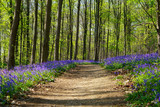 Wald der blauen Blumen