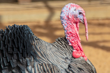 Portrait of a turkey in nature