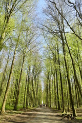 Promenade sur l'un des chemins en pleine nature ,à la forêt de Hêtres de Hallerbos près de Halles