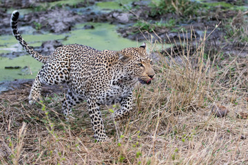 Leopard female walking  in Sabi Sands Game Reserve in the Greater Kruger Region  in South Africa
