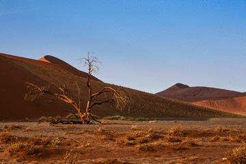 Düne 45 in Sossusvlei, Namibia im Morgenlicht