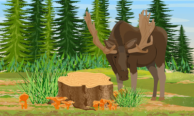A big moose stands near the stump in the forest. Spruce trees and grass, chanterelle mushrooms. Wild animals of Eurasia, USA and Scandinavia. Strix aluco. Realistic Vector Landscape