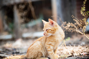 Cute ginger cat sitting on the ground in outdoors