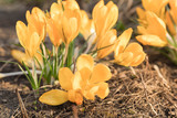 The blossoming yellow crocuses in the habitat