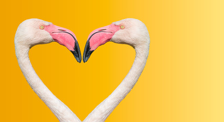 Couple of Rosy Chilean flamingos making loving heart at smooth gradient background