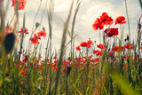 Flowers Red poppies blossom on wild field with selective focus.