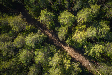 Road in green forest aerial view