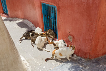 Stray cats eating dry food