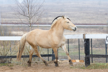 Beautiful chestnut horse pony Norwegian fjord runs on freedom