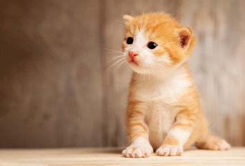 small ginger kitten on background of old wooden boards