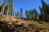 windwurf, schaden im Wald