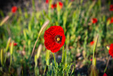 Campo de flores, plantas silvestres y amapolas