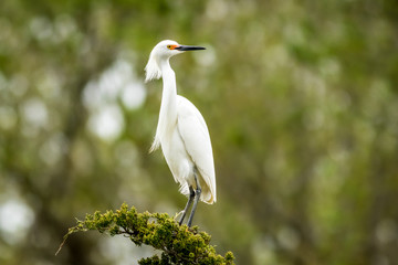Snowy Egret, Egretta thula, a small white heron looks graceful in delicate whispy plumage on green branch and background