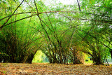 Bamboo trees green nature beautiful landscape