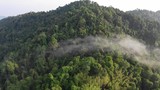 Rainforest (rain forest) jungle and clouds aerial footage