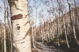 Close up picture of a birch tree in a mountain forest, selective focus, color toning applied, Karkonosze National Park, Poland.