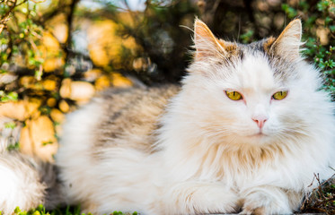 The green-eyed cat is heated on the sun in a spring garden