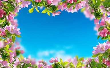 a spring flowers background, pink blossoms trees