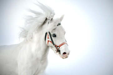 white pony little horse with blue eyes beautiful portrait on a blue background