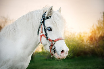 white pony little horse with blue eyes beautiful portrait at sunset