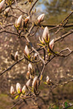 Magnolia branch with buds