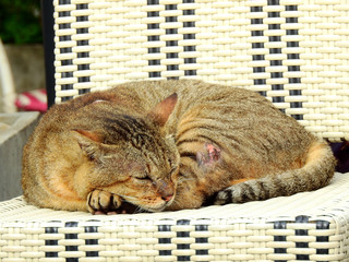 Stray cat sleep on a rattan chair