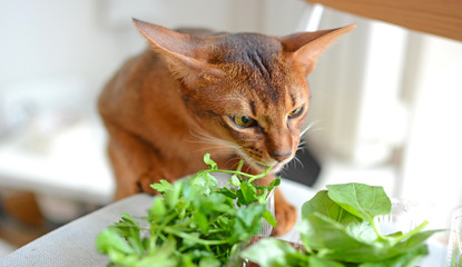Cat eating fresh green basil and parsley