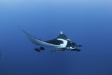 giant oceanic manta ray, manta birostris