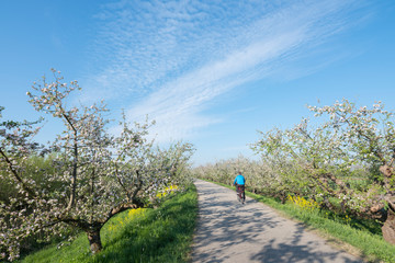 person rides bike on dike between blossoming apple trees under blue sky in holland near geldermalsen