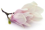 Magnolia flower