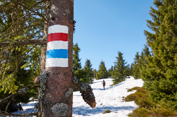 Mountain hiking trail marking on a tree trunk in Karkonosze National Park in the spring, Poland.