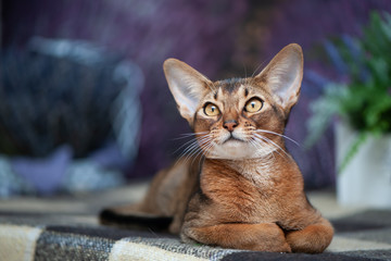 Very beautiful Abyssinian cat, kitten on the background of a lavender field, closeup portrait