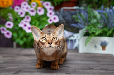 Very beautiful Abyssinian cat, kitten on the background of the flower balcony