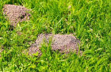 Mole dug in the ground in spring