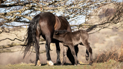 Horses at liberty, a mother breastfeeding her foal in the mountains of the Drôme, France