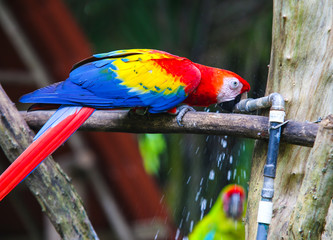 Parrot and other exotic birds