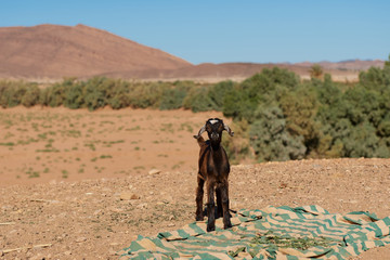 little goat in the middle of the desert with a blanket on the ground