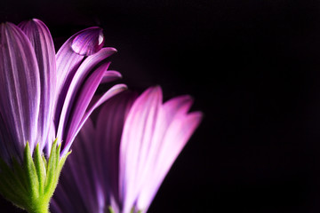 fiore con petali viola con goccia di rugiada 
