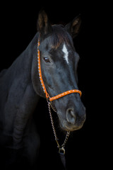 old dressage horse with white spot on forehead on black background