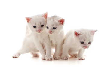 Three white cats.