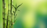 Many bamboo stalks on background
