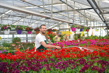 Gärtner arbeitet in einem Gewächshaus voller bunter Blumen für den Verkauf 