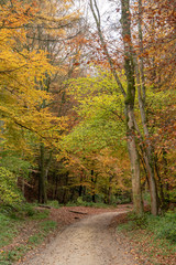 English woodland showing glorious autumn colours