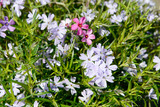 Colorful Phlox in the nature