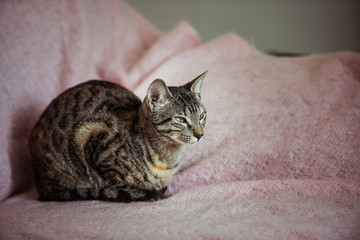 Chat tigré couché sur une couverture rose