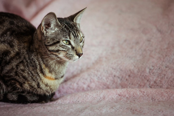 Chat tigré couché sur une couverture rose