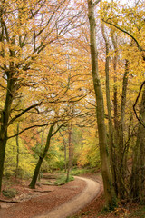 Golden leaves on trees in an English woodland. Glorious autumn colours light up the sky