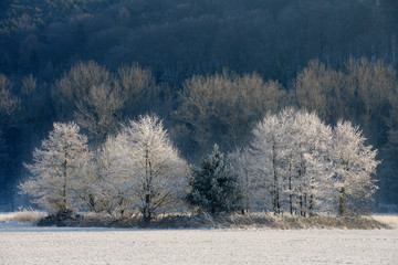 Snowy trees, Bavaria, Germany