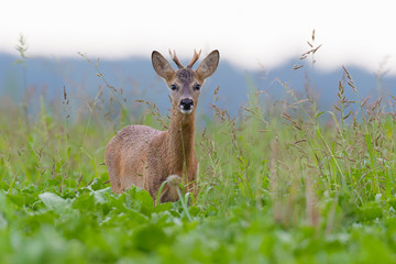 Western Roe Deer (Capreolus capreolus) in Summer, Roebuck, Germany, Europe