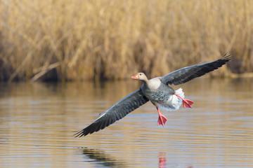Greylag goose